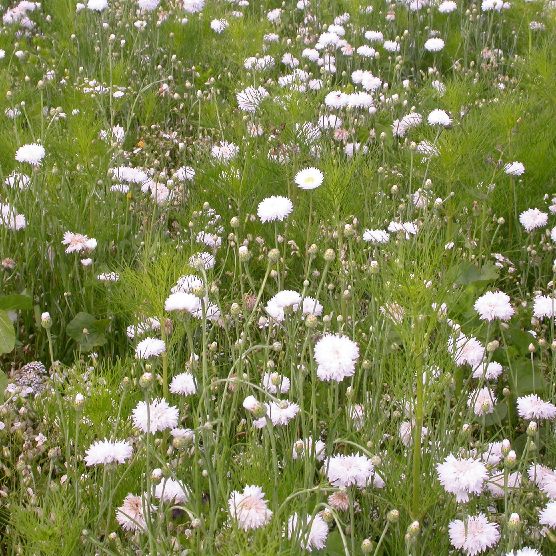 Mélange fleuris crème - Bakker