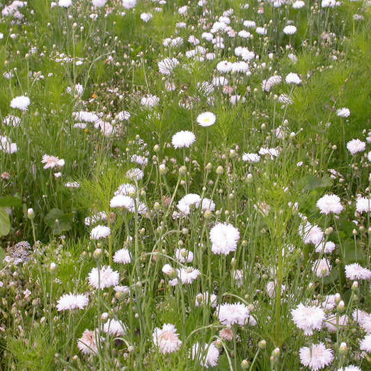 Mélange fleuris crème - Bakker