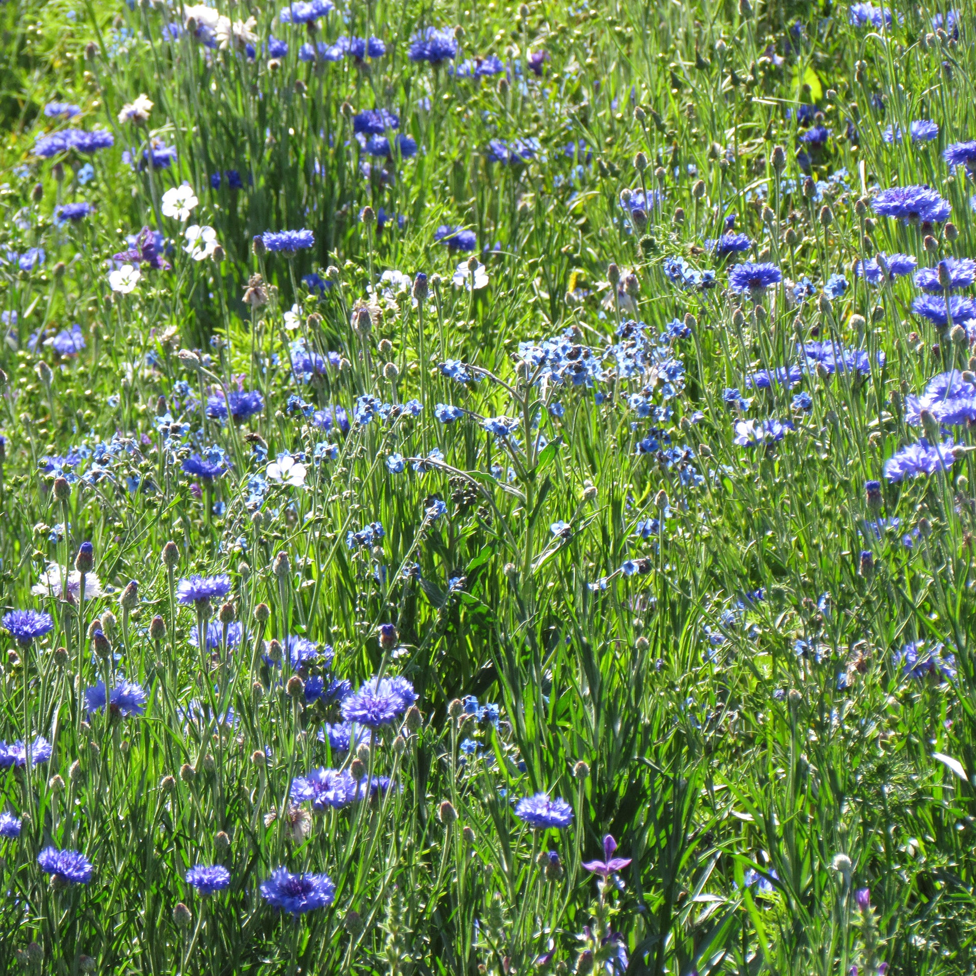 Mélange fleuris  bleu - Bakker