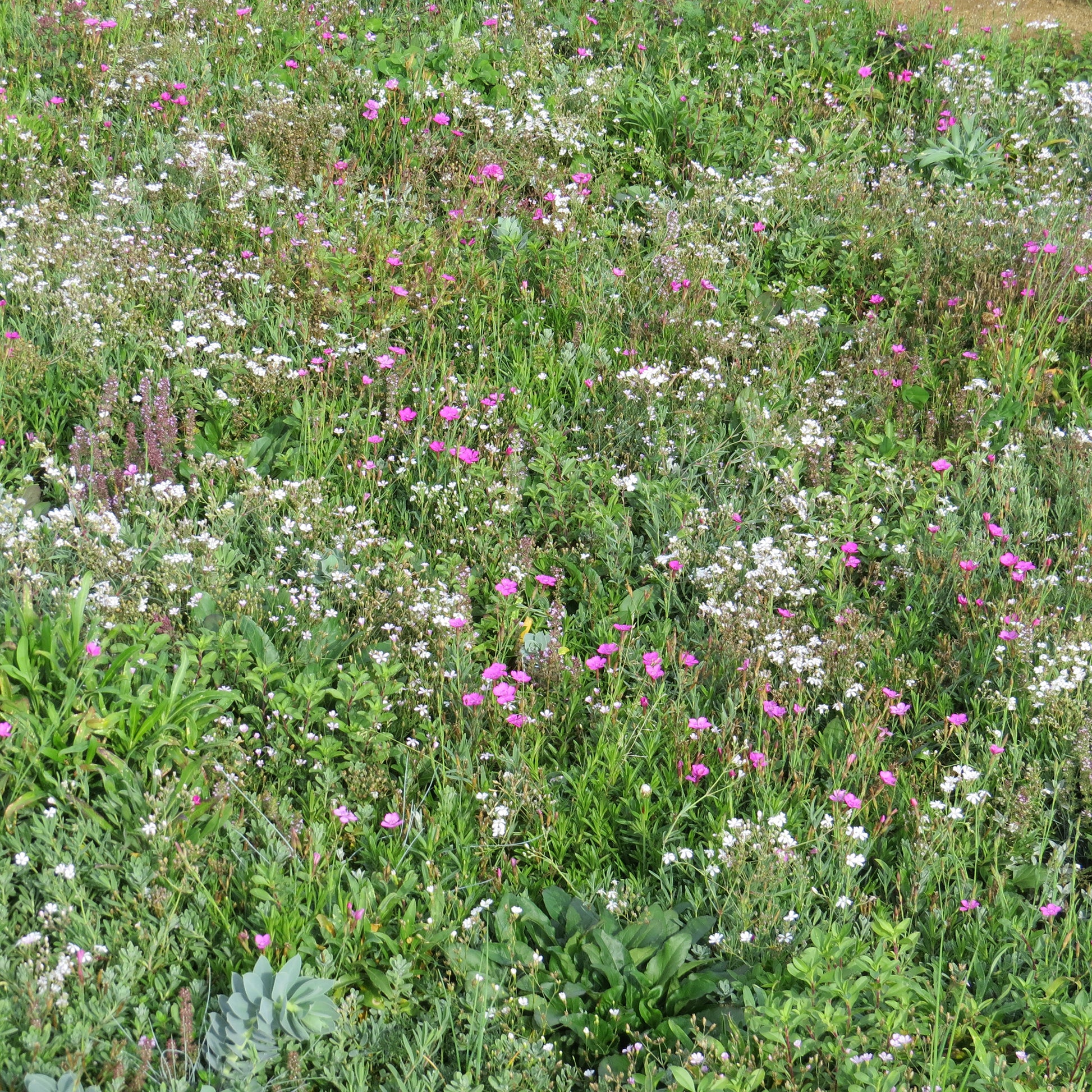 Couvre-sol fleuris - Bakker