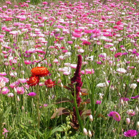 Mélange de fleurs pour bouquet de fleurs séchées - Bakker