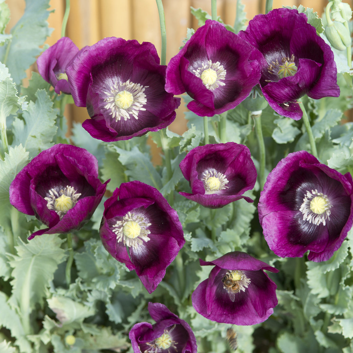 Pavot annuel Lauren's Grape - Papaver somniferum Lauren's Grape - Bakker