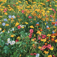 Fleurs pour limiter les doryphores - Bakker