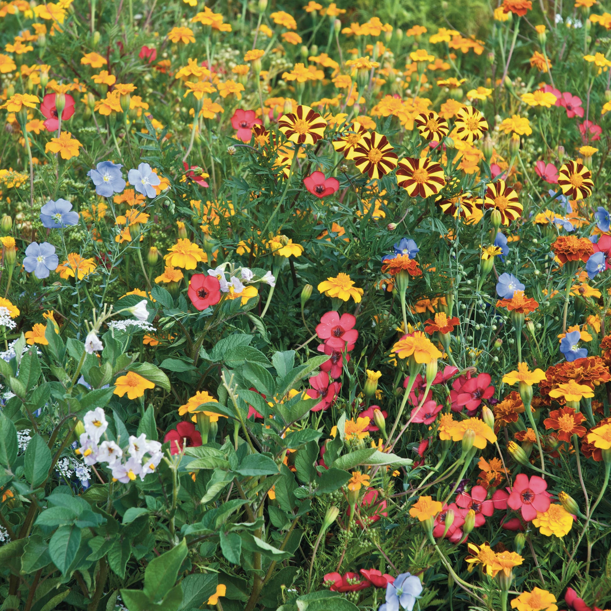 Fleurs pour limiter les doryphores - Bakker