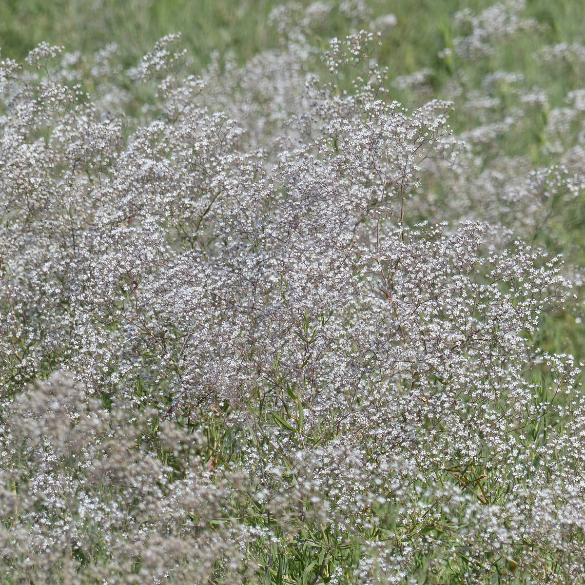 Gypsophile paniculée oeillet d'amour - Bakker