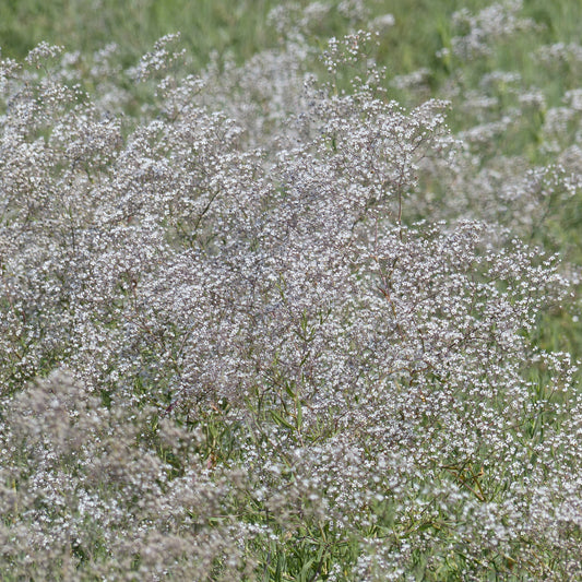 Gypsophile paniculée oeillet d'amour