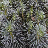 Euphorbe des garrigues - Euphorbia characias