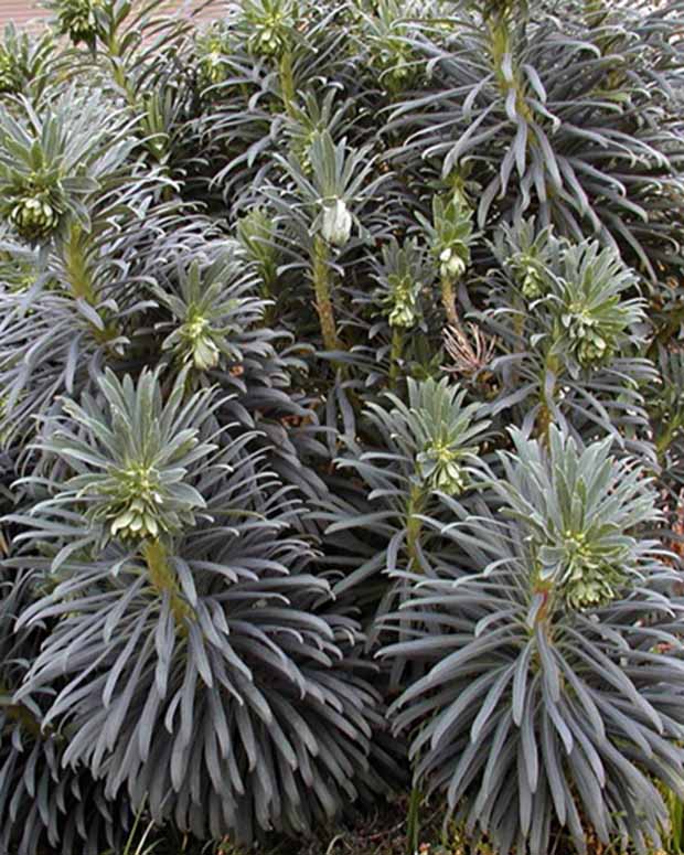 Euphorbe des garrigues - Euphorbia characias