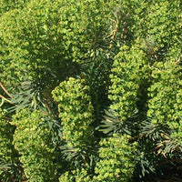 Euphorbia characias