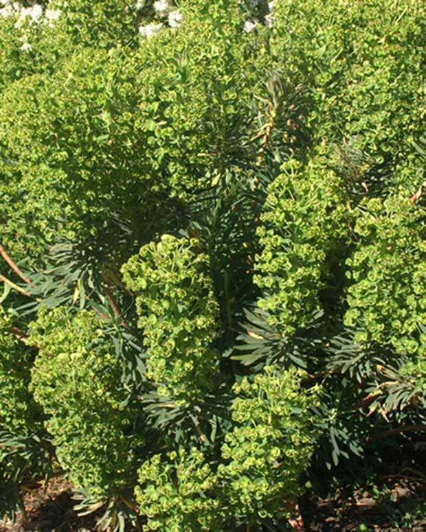 Euphorbia characias