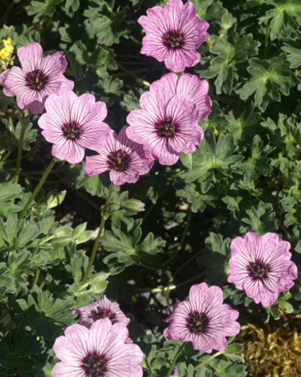 Géranium vivace Ballerina - Geranium cinereum ballerina - Plantes d'extérieur