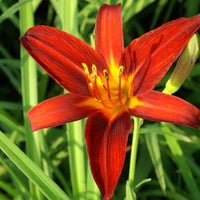 Hemerocallis sammy russell - Hémérocalle Sammy Russell - Hemerocallis - Hémérocalle
