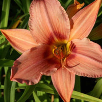 Hémérocalle Accepted Dare Lys d'un jour - Hemerocallis accepted dare - Plantes d'extérieur