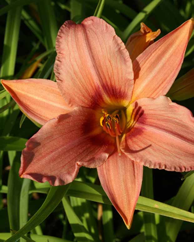 Hémérocalle Accepted Dare Lys d'un jour - Hemerocallis accepted dare - Plantes vivaces