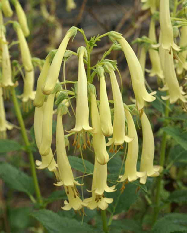 Fuschia du Cap Moonraker - Phygelius rectus moonraker - Plantes vivaces