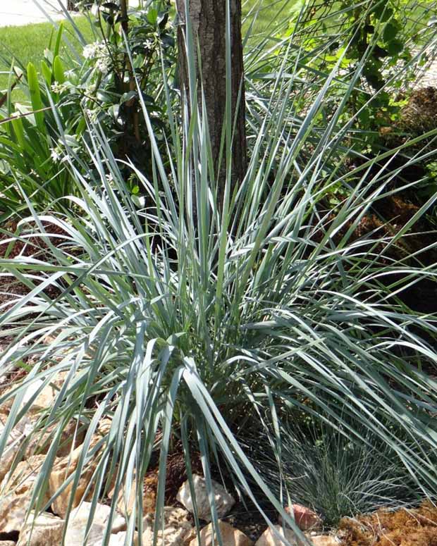 Elymus magellanicus - Agropyron - Elymus magellanicus (agropyron) - Graminées