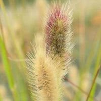 Herbe aux écouvillons de Thunberg Red Buttons - Pennisetum