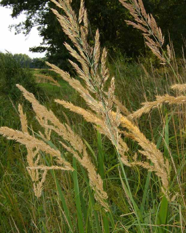 Roseau des bois - Calamagrostis epigejos - Graminées