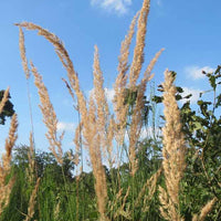 Calamagrostis epigejos