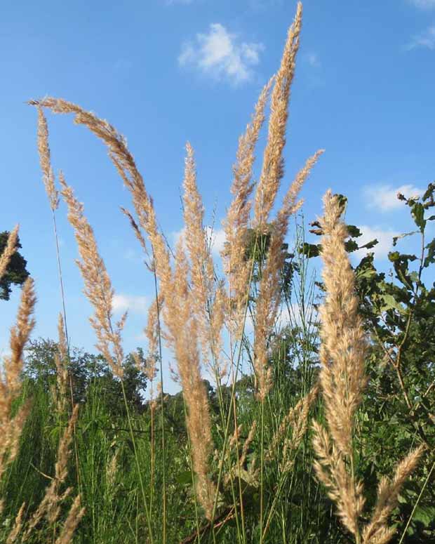 Calamagrostis epigejos