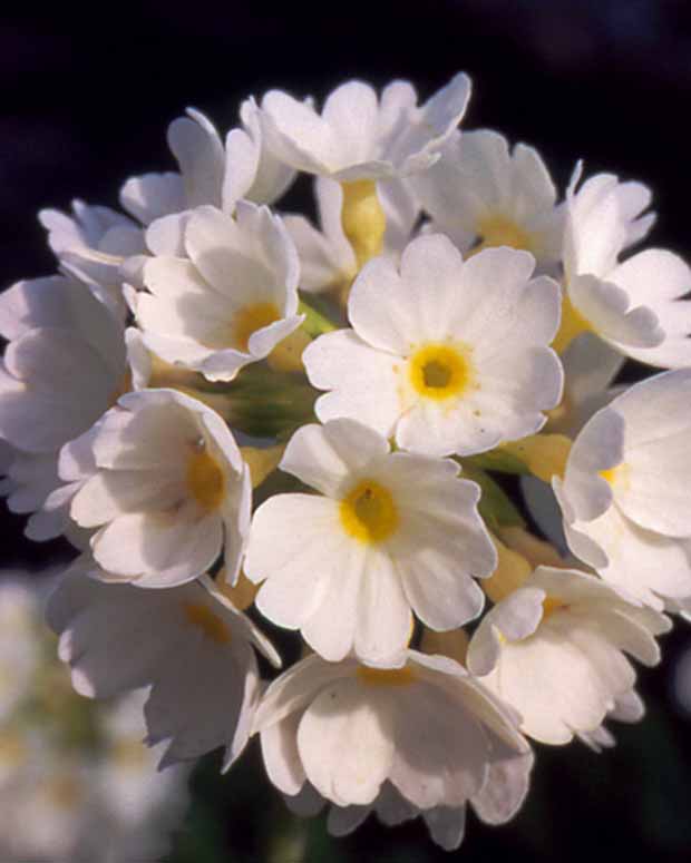 Primevère denticulée blanche - Primula denticulata alba - Plantes d'extérieur