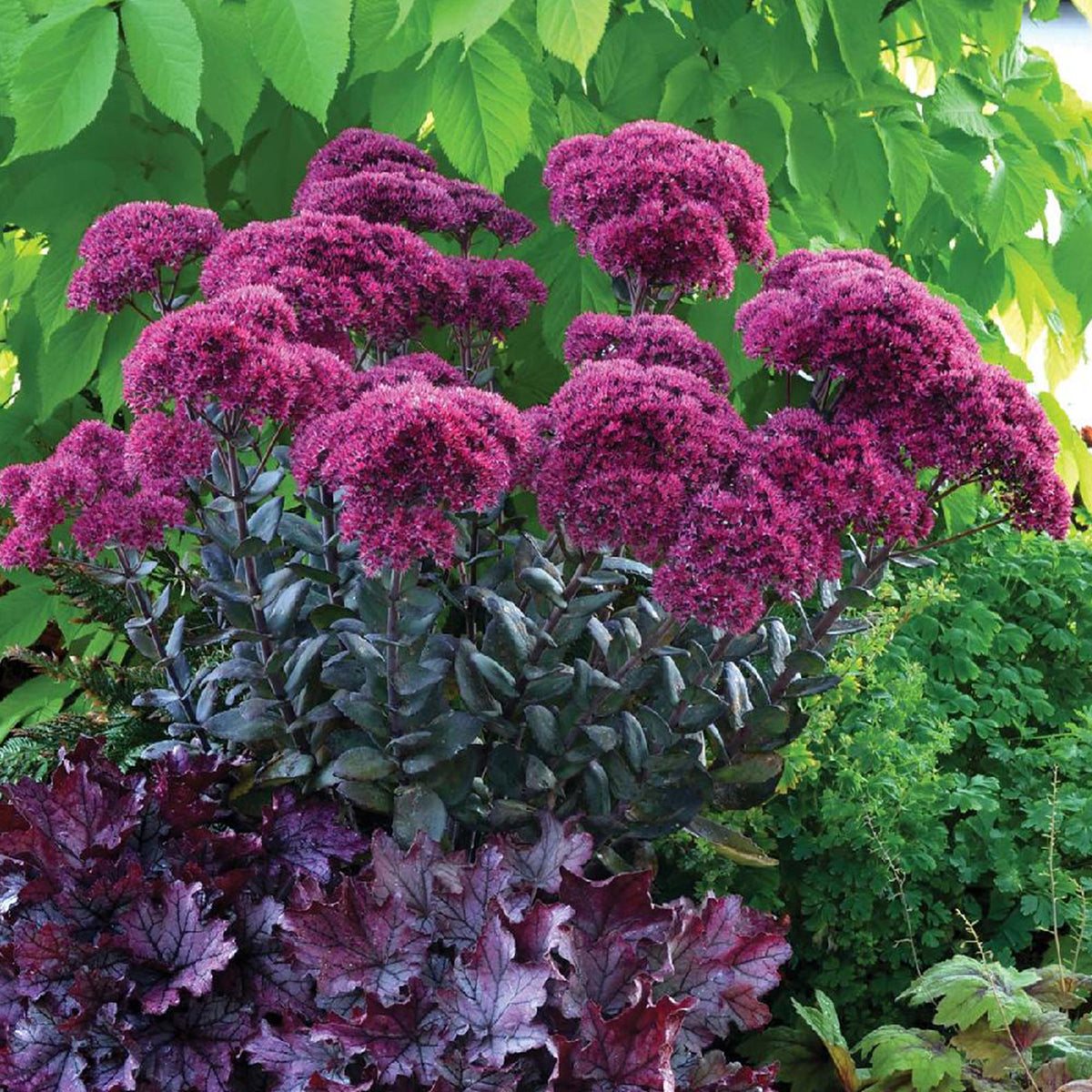 Sedum Thunderhead - Bakker