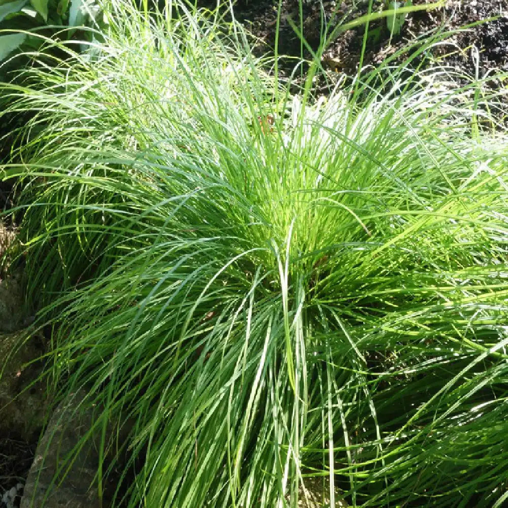 Laîche des montagnes - Carex - Carex montana - Bakker