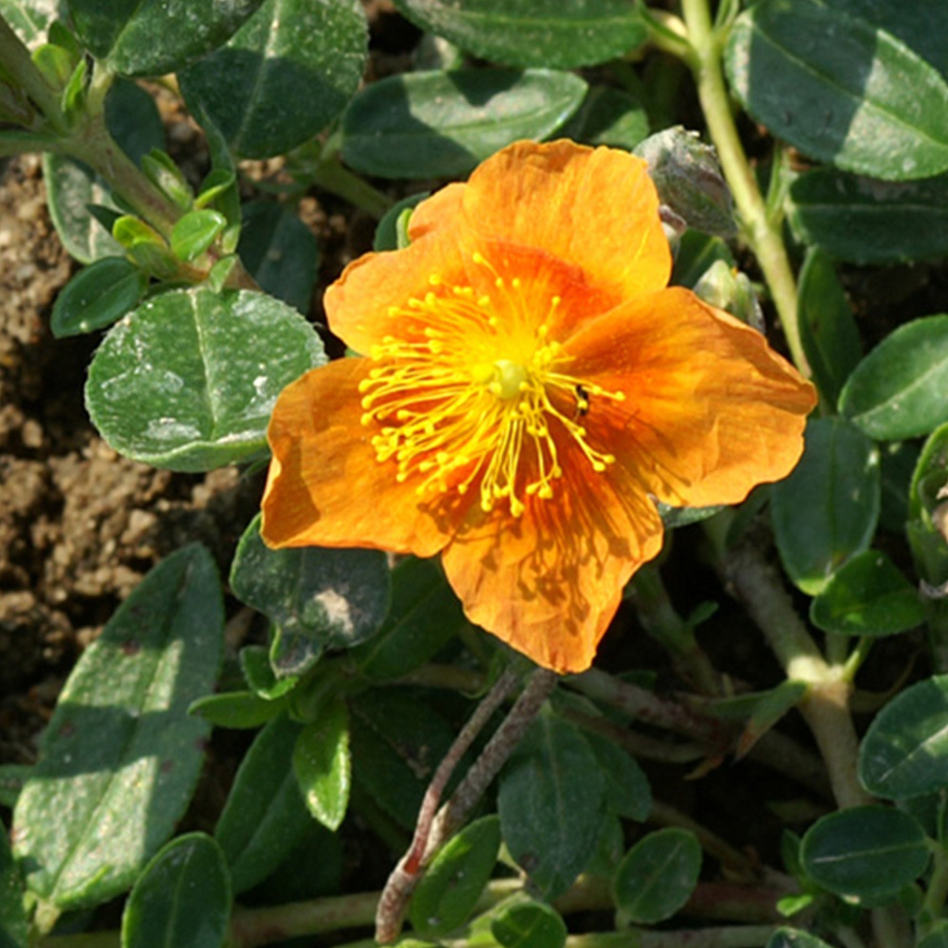 Hélianthèmes - Hélianthème Bronzeteppich - Helianthemum bronzeteppich