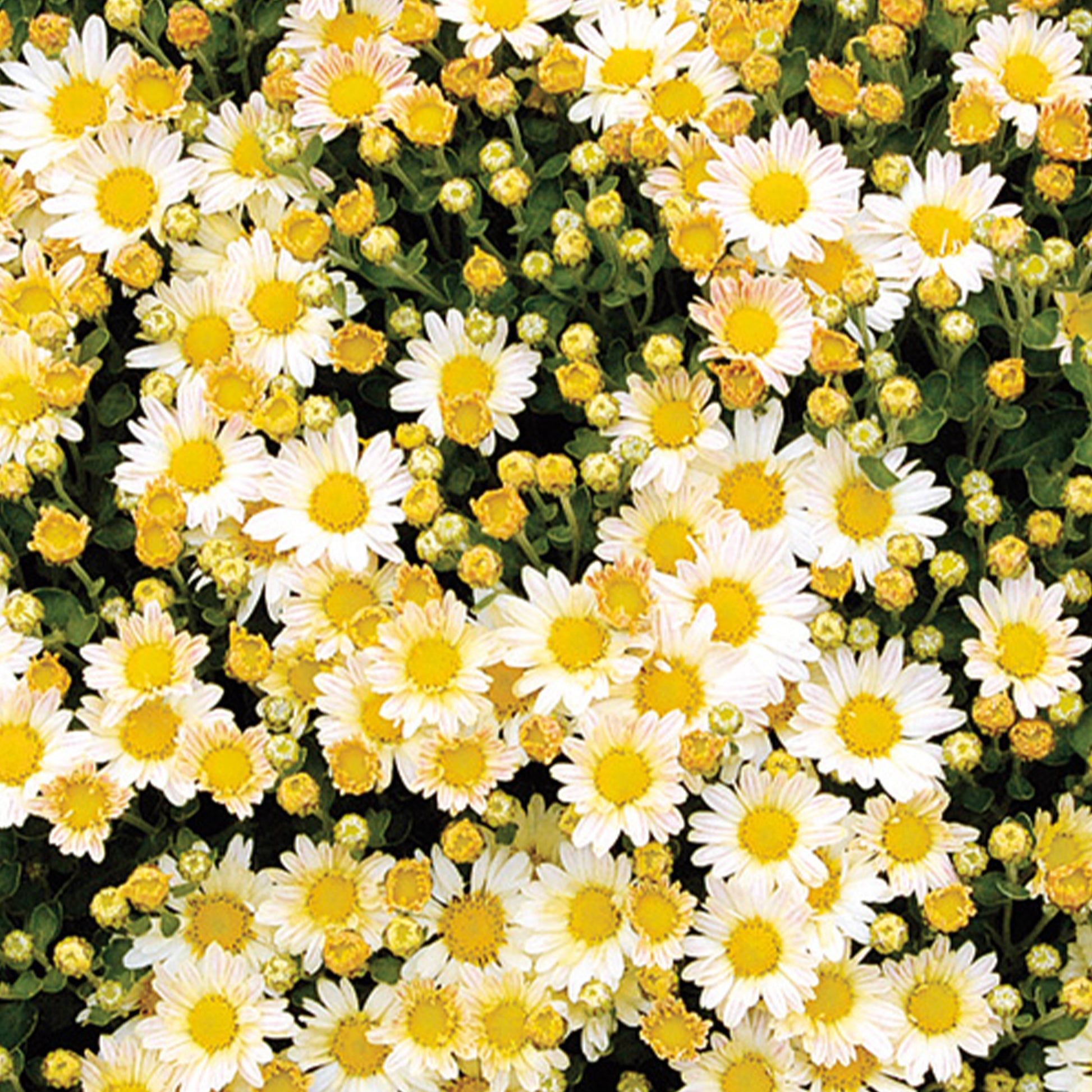 Ajania bellania Bengo Weiss - Chrysanthème du pacifique Bengo Weiss - Fleurs pour terrasses et balcons