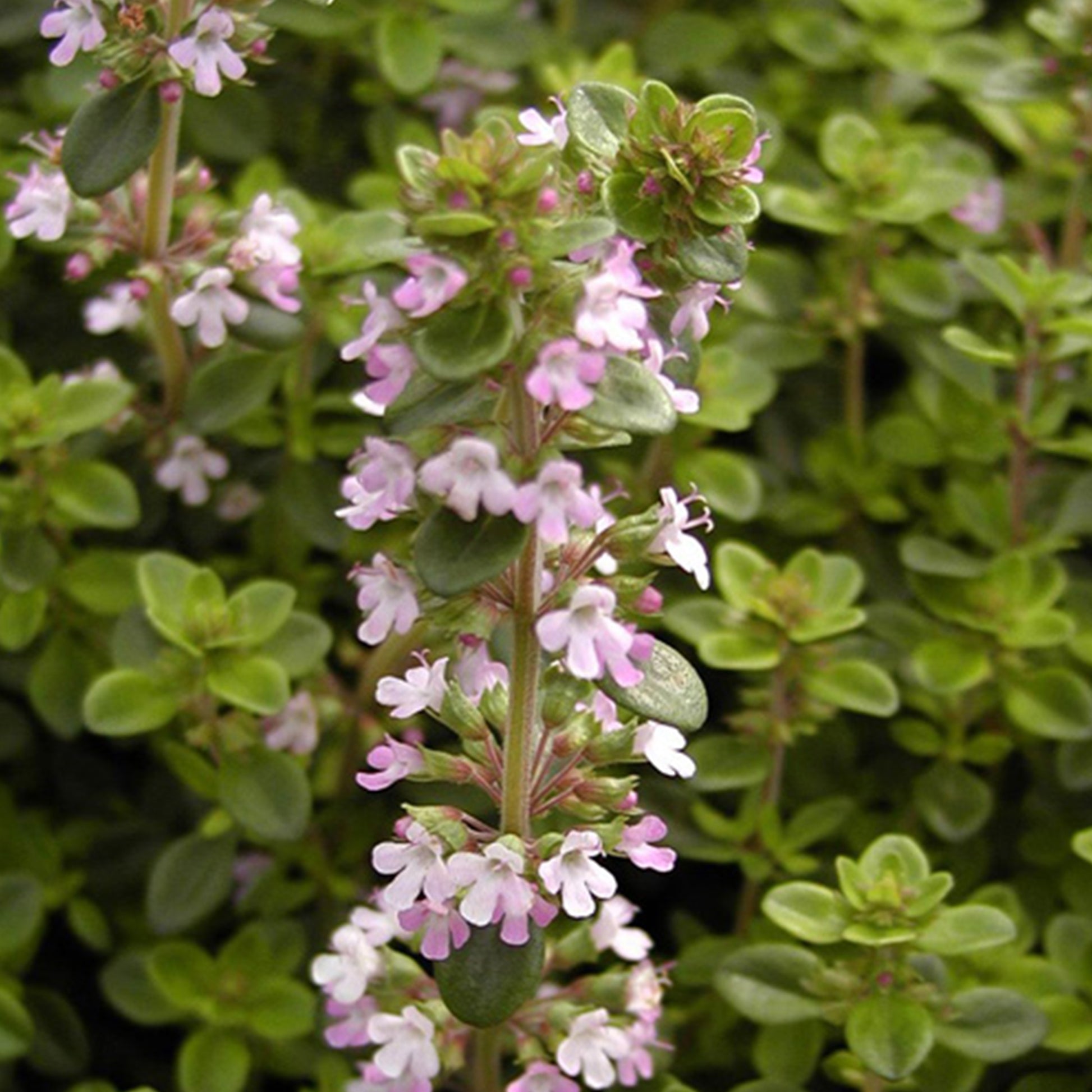 Thym serpolet - Thymus serpyllum - Bakker