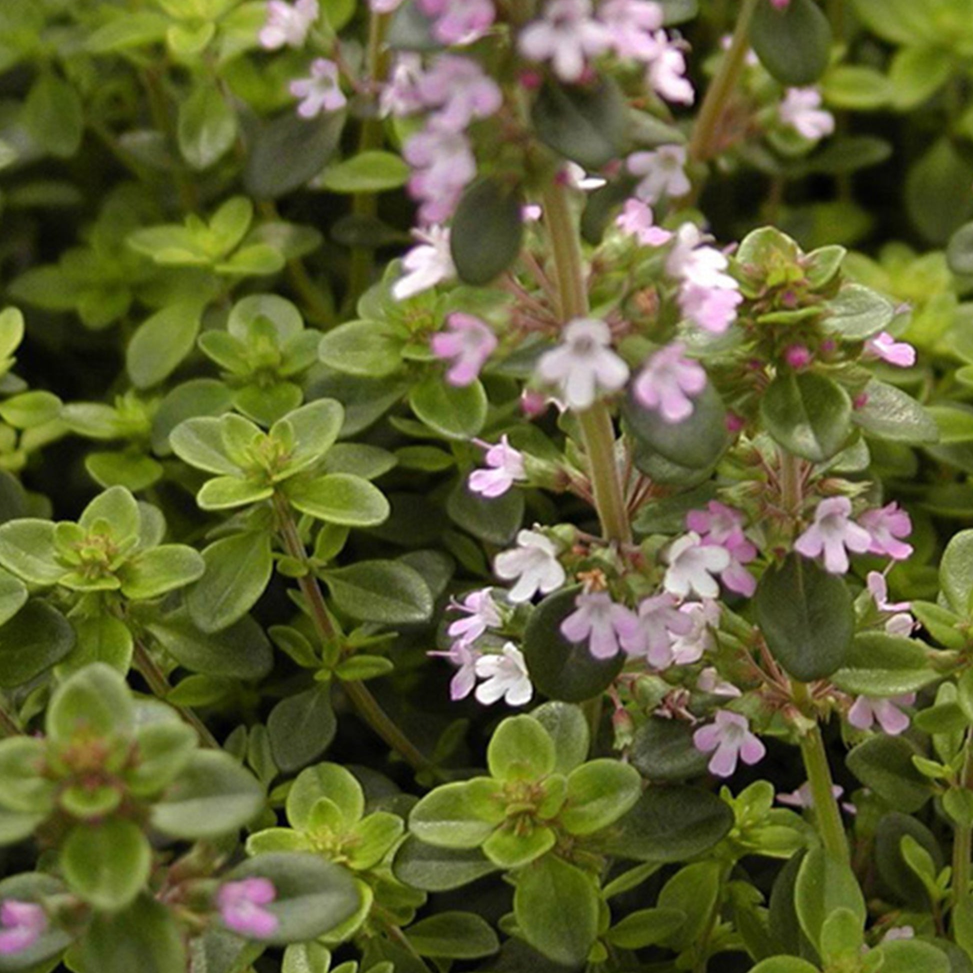 Thymus serpyllum - Thym serpolet - Plantes couvre-sol