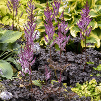 Astilbe chinensis Dark Side of the Moon ® - Astilbe Darkside Of The Moon®  - Astilbe