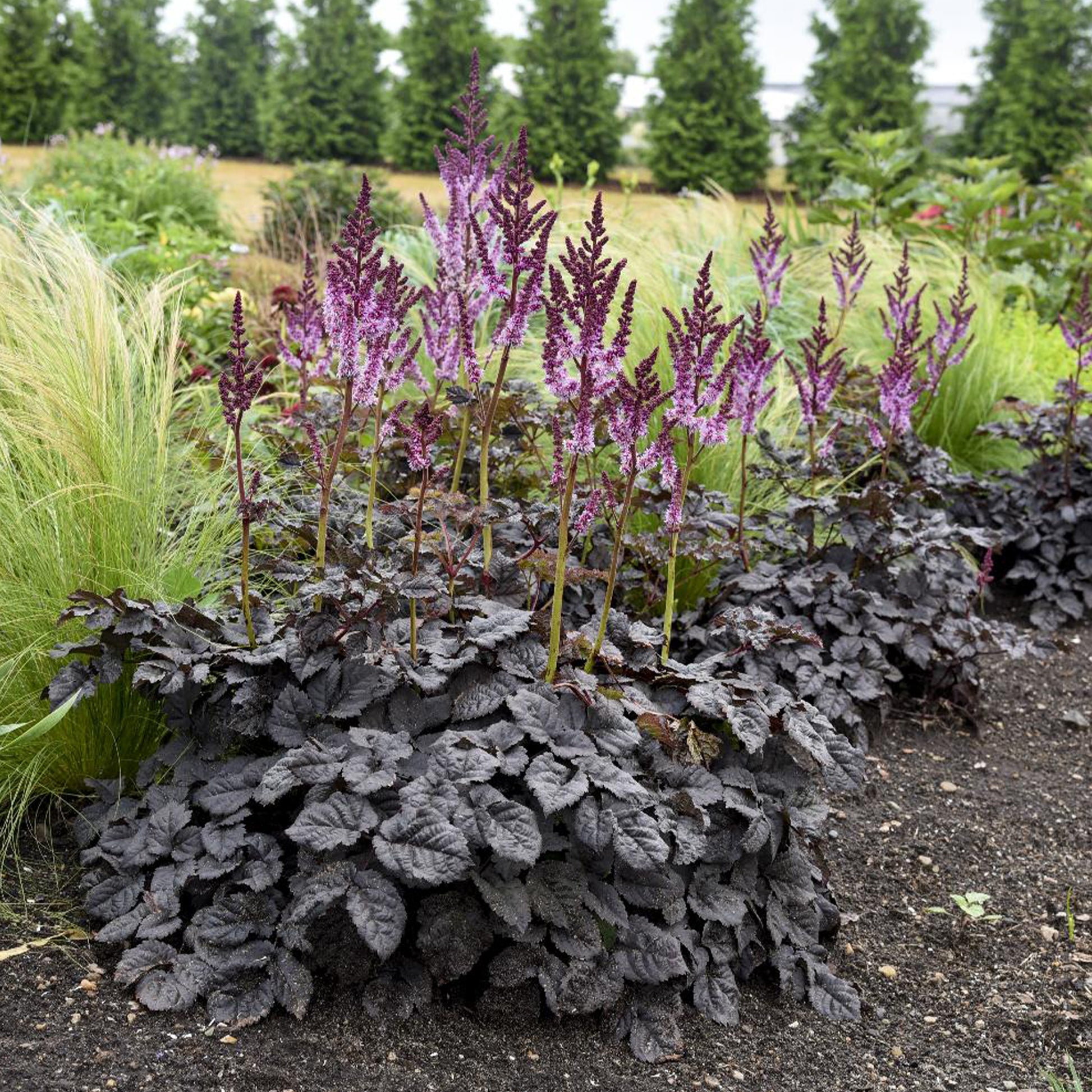 Astilbe Darkside Of The Moon®  - Bakker