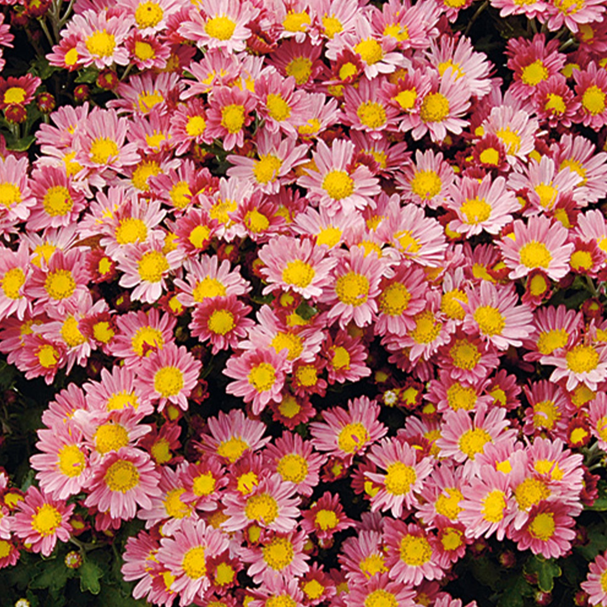 Chrysanthème du Pacifique Bengo Rosa - Ajania bellania Bengo Rosa - Bakker