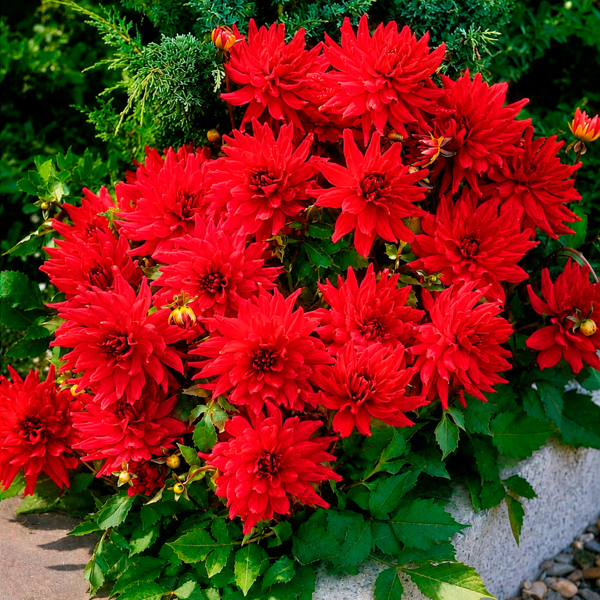 3 Dahlias cactus nain Red Pigmy - Bakker