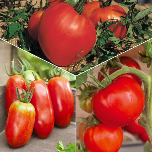 Collection 3 tomates savoureuses (Coeur de Boeuf, Saint Pierre, San M - Bakker.com | France