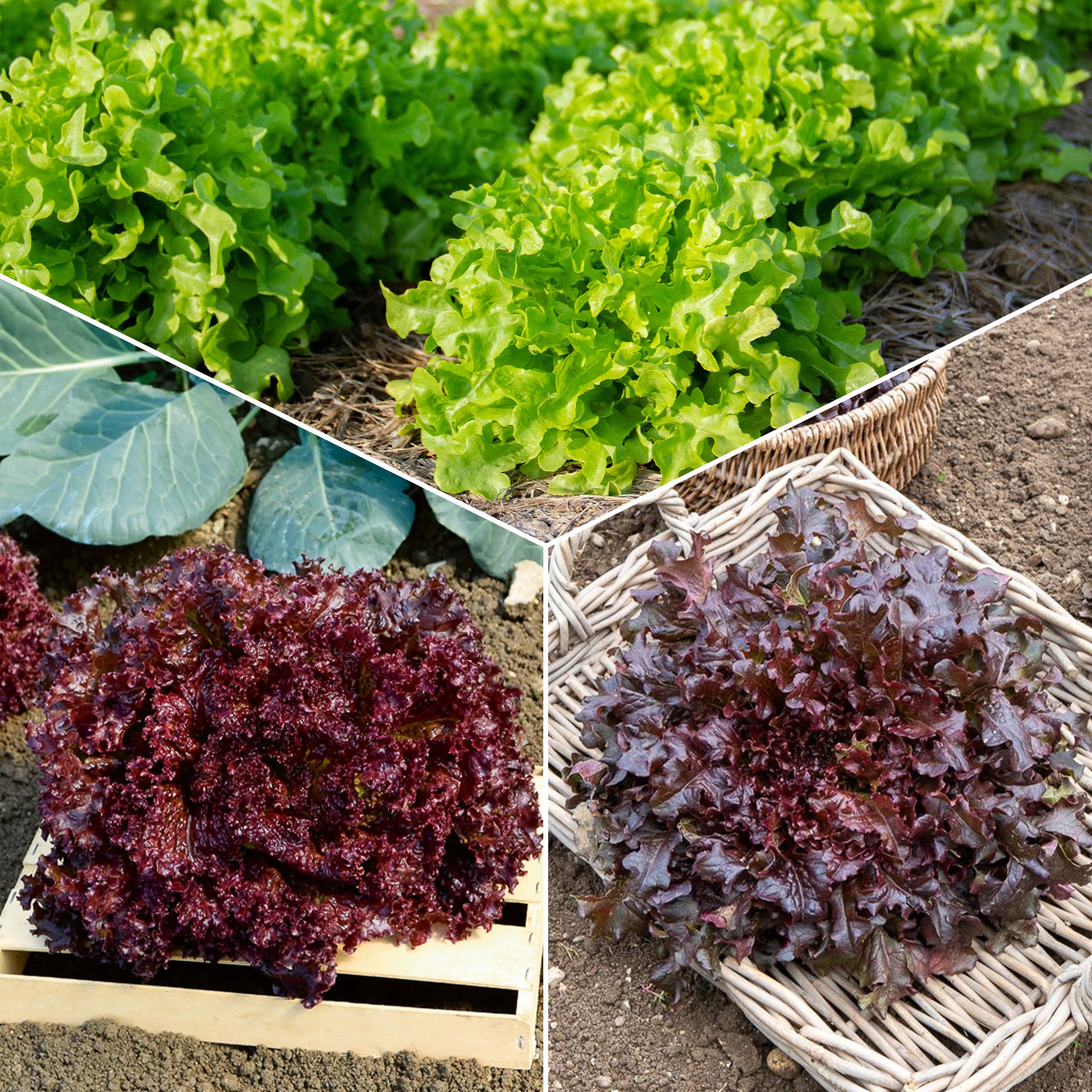 Collection de salades à couper - Bakker.com | France