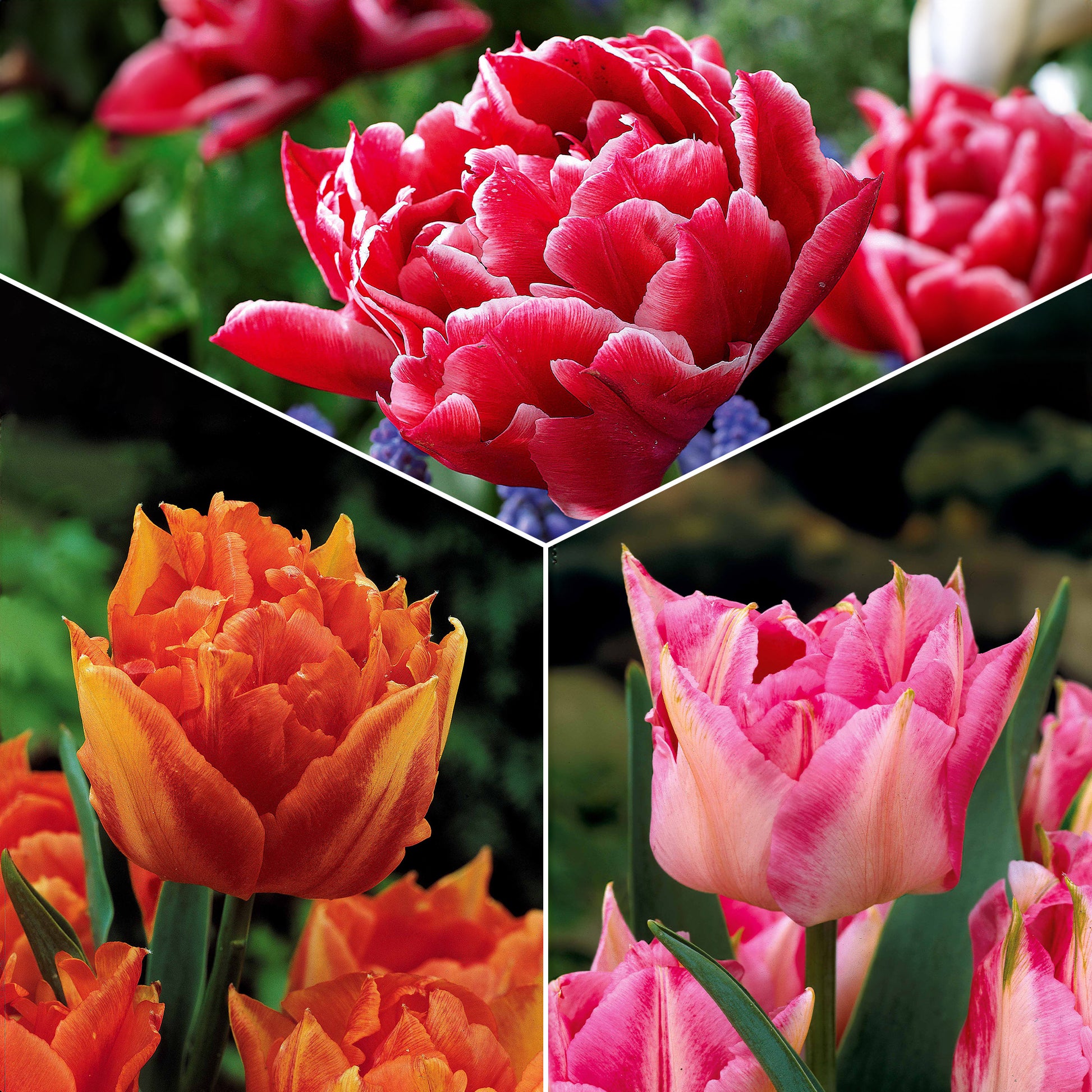 Bakker - Collection de 30 Tulipes doubles Murillo - Tulipa murillo 'willemsoord' 'willem van orange' ' - Bulbes à fleurs