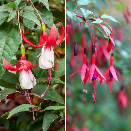 6 Fuchsias rustiques en mélange - Bakker