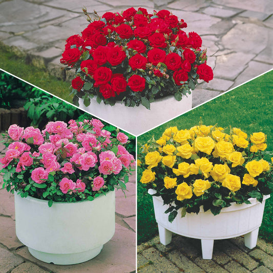 Collection de 3 mini-rosiers Randilla : rouge, jaune , rose - Bakker