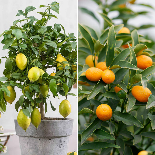 Collection de 2 Kumquat et Citronnier