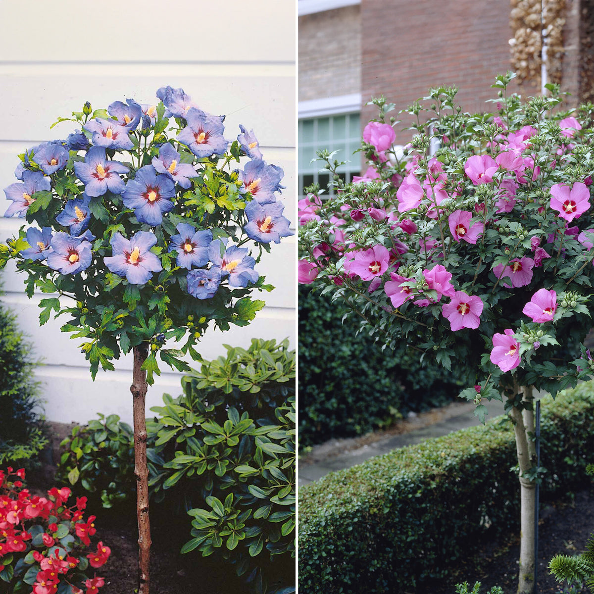 Collection de 2 Hibiscus de jardin sur tige - Bakker