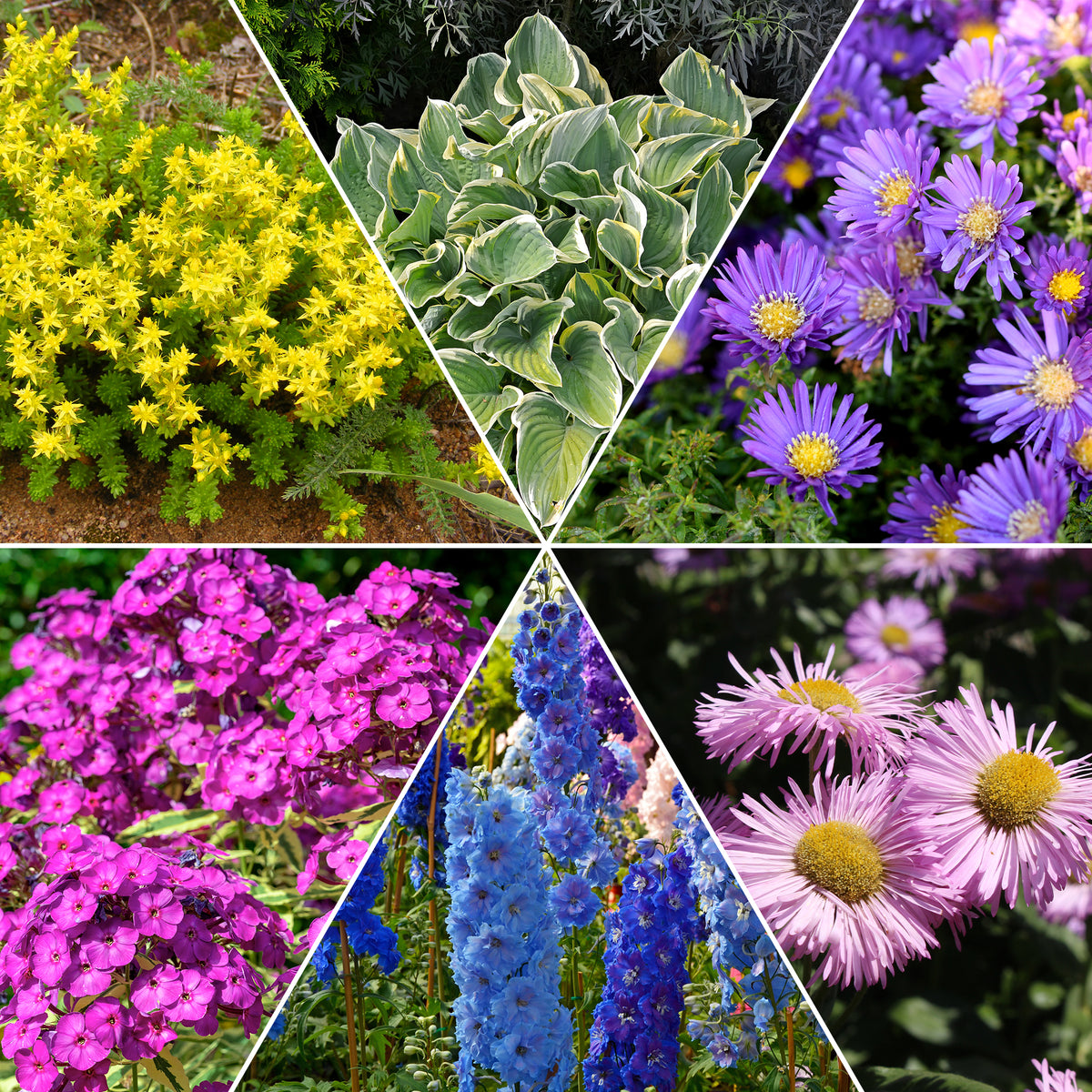 Collection variée de 12 plantes vivaces  - 2 m² - Sedum acre, Hosta, Aster, Erigeron speciosus Rosa Jewel, Delphinium, Phlox paniculata, Thymus serpyllum, Sedum spurium, Incarvillea Delavayi, Achillea , Gypsophila paniculata, Lupinus - Bakker