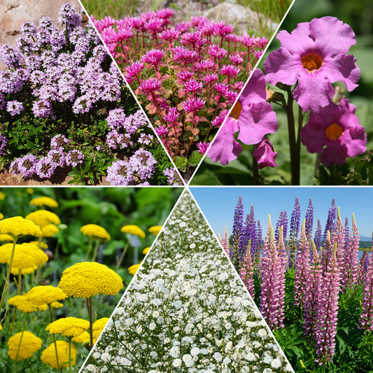 Collection variée de 12 plantes vivaces - 2 m² - Bakker