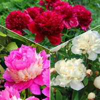Mélange de 3 pivoines : Immaculée, Sorbet, Red Charm - Paeonia lactiflora x Sorbet, Immaculée, Red Charm - Bakker