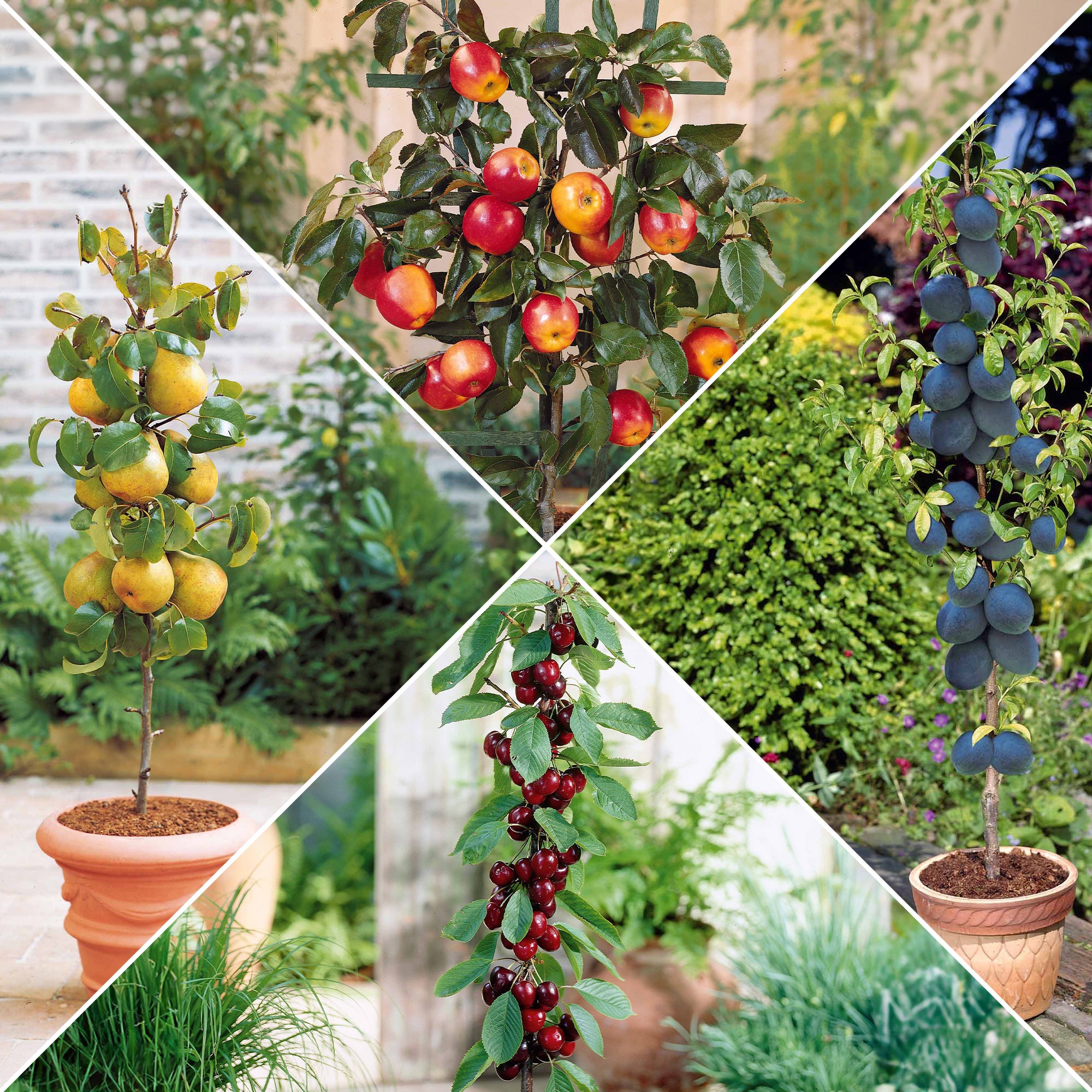 Arbres Fruitiers Nains En Conteneurs Verger De Poche Pour Mini Jardin