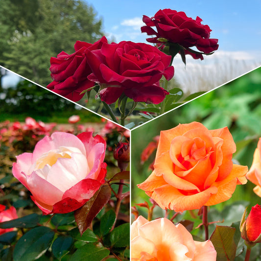 Collection de 3 Rosiers sans entretien - Bakker