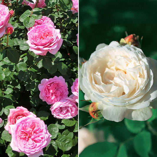 Bakker - Collection de 2 Rosiers : Anglais Her's Ausgreen et Ausgreen's winne - Rosa 'her's ausgreen' ® (ausblush), 'ausgreen's wi - Plantes d'extérieur