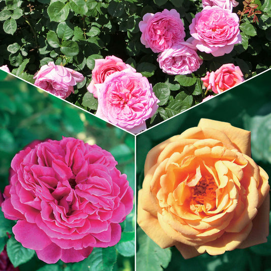 Bakker - Collection de 3 Rosiers anglais : Fish Ausgreen, Charlie, Her's Ausgreen - Rosa(fish ausgreen,charlie ausgreen,her's ausgreen - Plantes d'extérieur