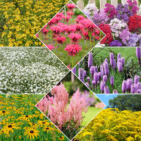 Collection de 15 plantes vivaces - 2 m² - Bakker